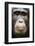 Face portrait of male Eastern chimpanzee, Uganda-Eric Baccega-Framed Photographic Print