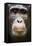 Face portrait of male Eastern chimpanzee, Uganda-Eric Baccega-Framed Stretched Canvas