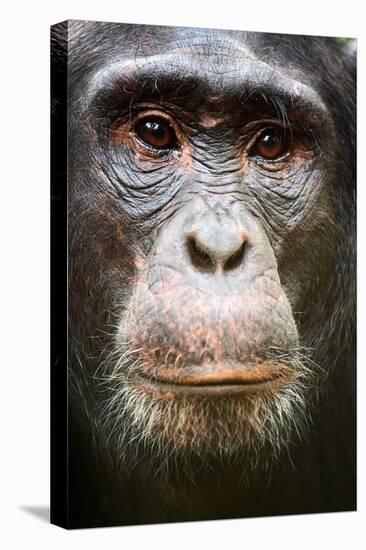 Face portrait of male Eastern chimpanzee, Uganda-Eric Baccega-Stretched Canvas