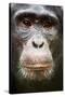 Face portrait of male Eastern chimpanzee, Uganda-Eric Baccega-Stretched Canvas