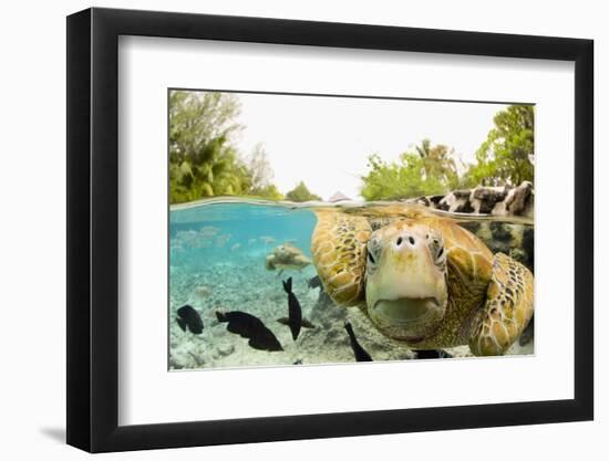 Face to Face with Green Sea Turtles-Michele Westmorland-Framed Photographic Print