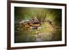 Face to Face-Shikhei Goh-Framed Photographic Print