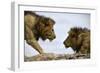 Face to Face-Tamir Bibi-Framed Photographic Print