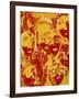 Faces: Yellow and Red-Diana Ong-Framed Giclee Print