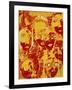 Faces: Yellow and Red-Diana Ong-Framed Giclee Print