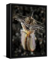 Facial and Body View of the Predatory Bobbit Worm, Indonesia-null-Framed Stretched Canvas