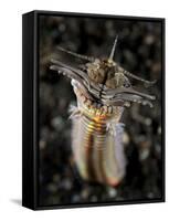 Facial and Body View of the Predatory Bobbit Worm, Indonesia-null-Framed Stretched Canvas