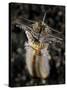 Facial and Body View of the Predatory Bobbit Worm, Indonesia-null-Stretched Canvas