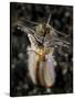 Facial and Body View of the Predatory Bobbit Worm, Indonesia-null-Stretched Canvas