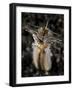 Facial and Body View of the Predatory Bobbit Worm, Indonesia-null-Framed Photographic Print