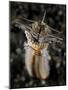 Facial and Body View of the Predatory Bobbit Worm, Indonesia-null-Mounted Photographic Print