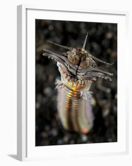 Facial and Body View of the Predatory Bobbit Worm, Indonesia-null-Framed Photographic Print