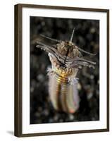 Facial and Body View of the Predatory Bobbit Worm, Indonesia-null-Framed Photographic Print