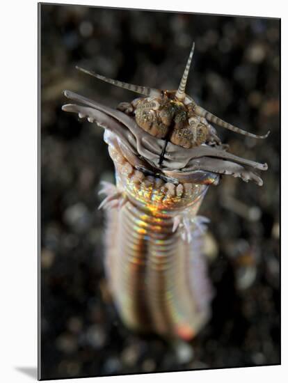 Facial and Body View of the Predatory Bobbit Worm, Indonesia-null-Mounted Photographic Print