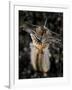 Facial and Body View of the Predatory Bobbit Worm, Indonesia-null-Framed Photographic Print