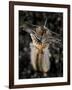 Facial and Body View of the Predatory Bobbit Worm, Indonesia-null-Framed Photographic Print
