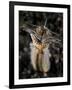 Facial and Body View of the Predatory Bobbit Worm, Indonesia-null-Framed Photographic Print