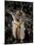 Facial and Body View of the Predatory Bobbit Worm, Indonesia-null-Mounted Photographic Print