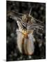 Facial and Body View of the Predatory Bobbit Worm, Indonesia-null-Mounted Photographic Print