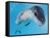 Facial View of a Leopard Seal, Astrolabe Island, Antarctica-null-Framed Stretched Canvas