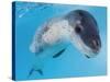 Facial View of a Leopard Seal, Astrolabe Island, Antarctica-null-Stretched Canvas