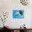 Facial View of a Leopard Seal, Astrolabe Island, Antarctica-null-Photographic Print displayed on a wall