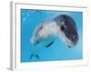 Facial View of a Leopard Seal, Astrolabe Island, Antarctica-null-Framed Photographic Print