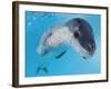Facial View of a Leopard Seal, Astrolabe Island, Antarctica-null-Framed Photographic Print