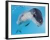 Facial View of a Leopard Seal, Astrolabe Island, Antarctica-null-Framed Photographic Print