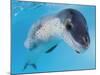 Facial View of a Leopard Seal, Astrolabe Island, Antarctica-null-Mounted Photographic Print