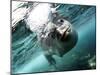 Facial View of a Leopard Seal, Astrolabe Island, Antarctica-null-Mounted Photographic Print