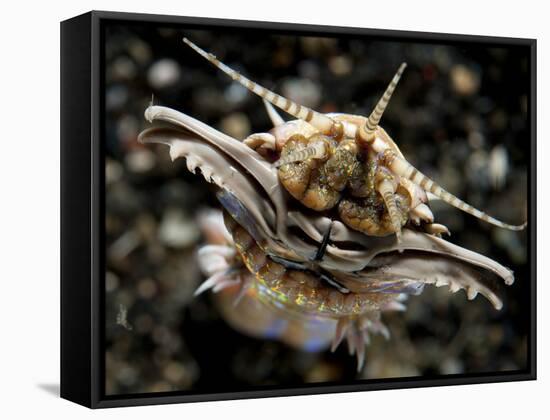 Facial View of the Predatory Bobbit Worm, Lembeh Strait, Indonesia-null-Framed Stretched Canvas