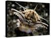 Facial View of the Predatory Bobbit Worm, Lembeh Strait, Indonesia-null-Stretched Canvas