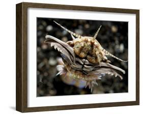 Facial View of the Predatory Bobbit Worm, Lembeh Strait, Indonesia-null-Framed Photographic Print