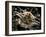 Facial View of the Predatory Bobbit Worm, Lembeh Strait, Indonesia-null-Framed Photographic Print