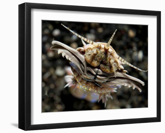 Facial View of the Predatory Bobbit Worm, Lembeh Strait, Indonesia-null-Framed Photographic Print