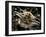 Facial View of the Predatory Bobbit Worm, Lembeh Strait, Indonesia-null-Framed Photographic Print