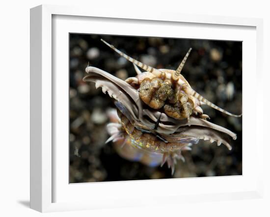 Facial View of the Predatory Bobbit Worm, Lembeh Strait, Indonesia-null-Framed Photographic Print