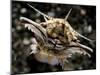 Facial View of the Predatory Bobbit Worm, Lembeh Strait, Indonesia-null-Mounted Photographic Print