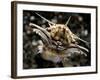 Facial View of the Predatory Bobbit Worm, Lembeh Strait, Indonesia-null-Framed Photographic Print