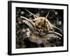 Facial View of the Predatory Bobbit Worm, Lembeh Strait, Indonesia-null-Framed Photographic Print