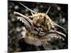 Facial View of the Predatory Bobbit Worm, Lembeh Strait, Indonesia-null-Mounted Photographic Print