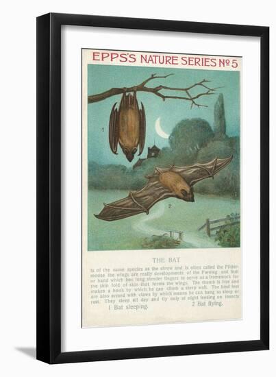 Facts About Bats-null-Framed Art Print