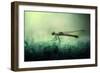 Fade Away-Erwin Astro-Framed Photographic Print