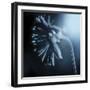 Fade To Blue-Andreas Stridsberg-Framed Giclee Print