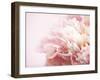 Fade to Pink-Doug Chinnery-Framed Premium Photographic Print