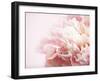 Fade to Pink-Doug Chinnery-Framed Premium Photographic Print