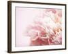 Fade to Pink-Doug Chinnery-Framed Photographic Print