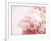 Fade to Pink-Doug Chinnery-Framed Photographic Print