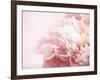 Fade to Pink-Doug Chinnery-Framed Photographic Print